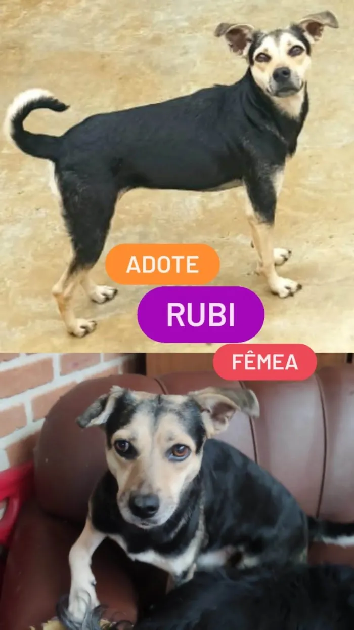 Cachorro ra a SRD-ViraLata idade 3 anos nome Rubi