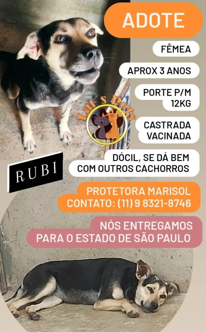 Cachorro ra a SRD-ViraLata idade 3 anos nome Rubi
