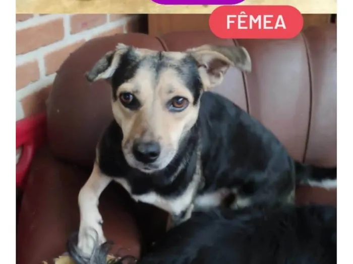 Cachorro ra a SRD-ViraLata idade 3 anos nome Rubi