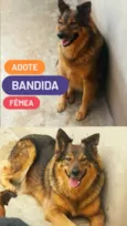 Bandida