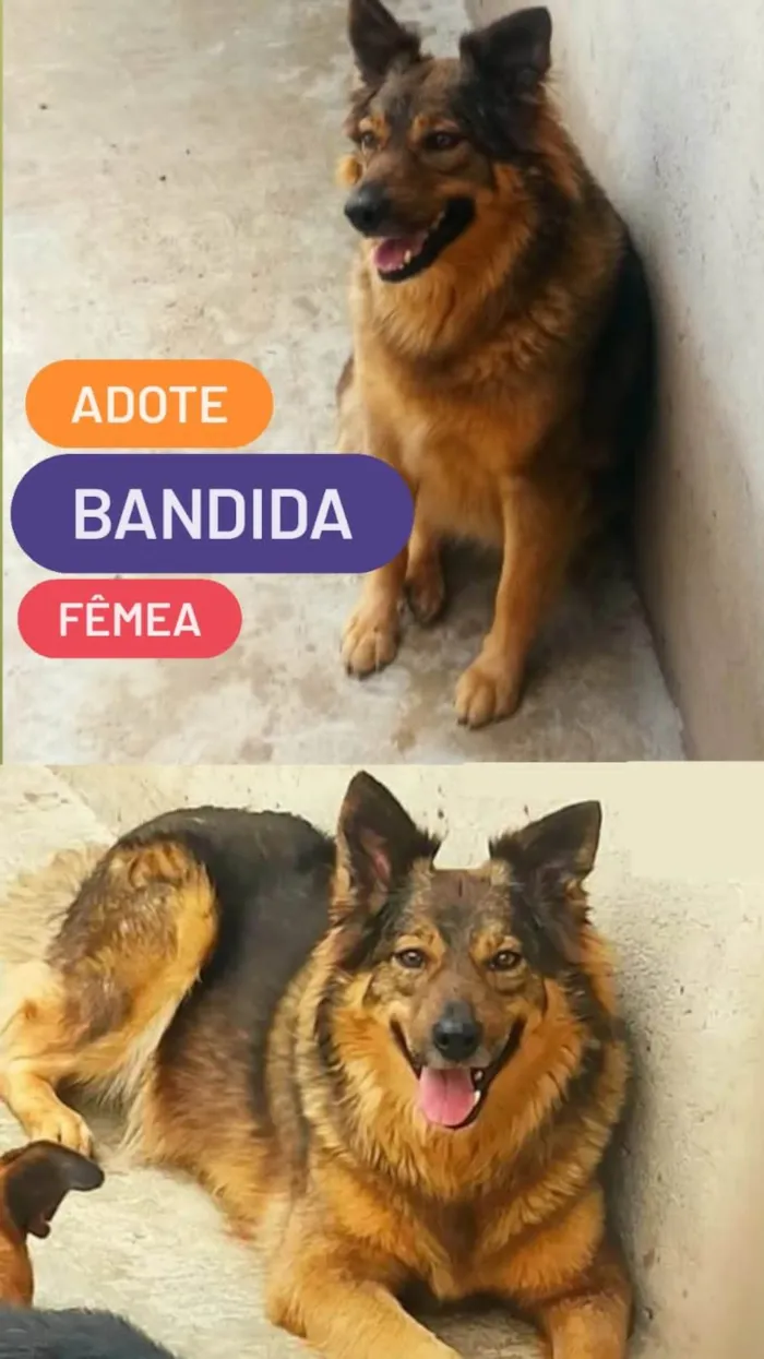 Cachorro ra a Pastor Alemão idade 5 anos nome Bandida