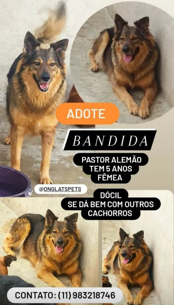 Cachorro ra a Pastor Alemão idade 5 anos nome Bandida