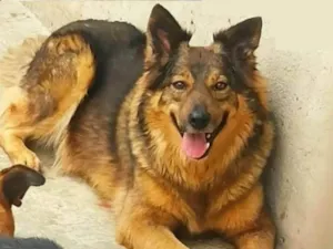 Cachorro raça Pastor Alemão idade 5 anos nome Bandida