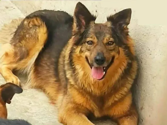 Cachorro ra a Pastor Alemão idade 5 anos nome Bandida