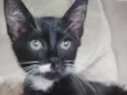 Nacho