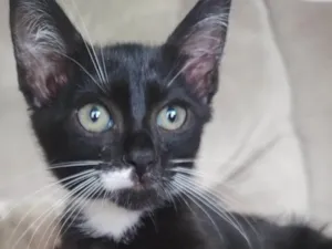 Gato raça SRD-ViraLata idade Abaixo de 2 meses nome Nacho