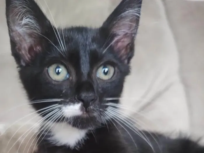 Gato ra a SRD-ViraLata idade Abaixo de 2 meses nome Nacho