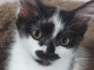 Gato raça SRD-ViraLata idade 2 a 6 meses nome Sushy