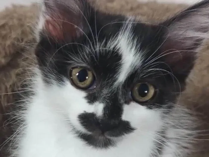 Gato ra a SRD-ViraLata idade 2 a 6 meses nome Sushy