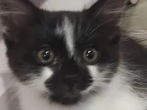 Gato raça SRD-ViraLata idade 2 a 6 meses nome Sashimy