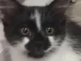 Sashimy