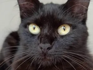 Gato raça SRD-ViraLata idade 1 ano nome Hermione 