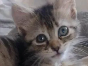 Gato raça SRD-ViraLata idade 2 a 6 meses nome Jujuba