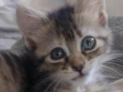 Gato ra a SRD-ViraLata idade 2 a 6 meses nome Jujuba