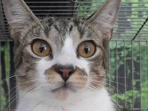 Gato ra a SRD-ViraLata idade 2 a 6 meses nome Shelby