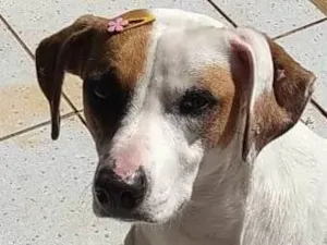 Cachorro raça Não definido  idade 5 anos nome Safira 