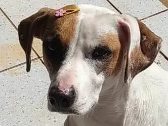 Cachorro ra a Não definido  idade 5 anos nome Safira 