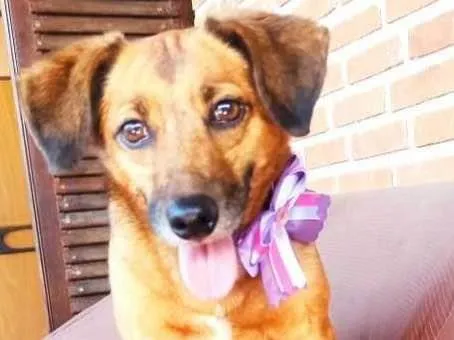 Cachorro ra a SRD-ViraLata idade 5 anos nome Amora