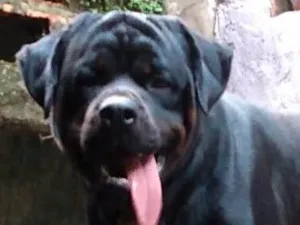 Cachorro raça Rottweiler idade 2 anos nome Stanley