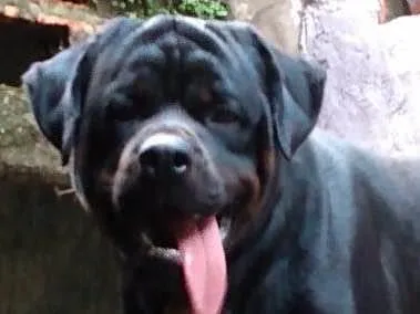 Cachorro ra a Rottweiler idade 2 anos nome Stanley