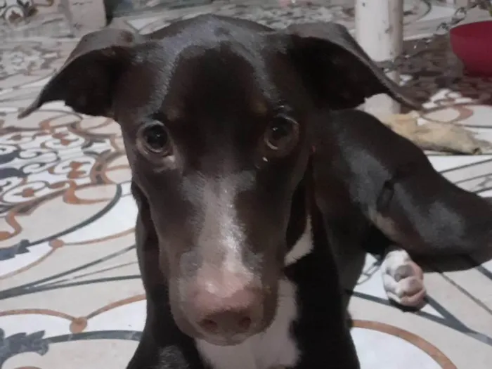 Cachorro ra a Mestiça com Labrador idade 7 a 11 meses nome Cacau