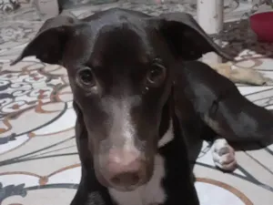 Cachorro raça Mestiça com Labrador idade 7 a 11 meses nome Cacau