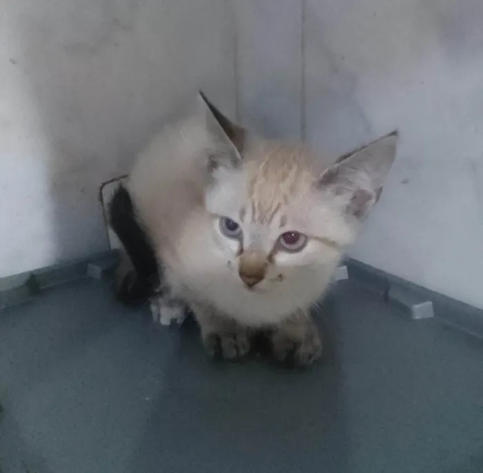 Gato ra a Srd idade 2 a 6 meses nome ..