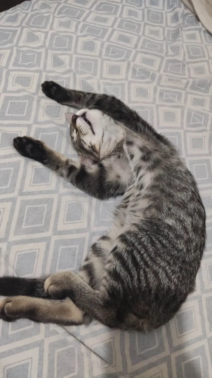 Gato ra a SRD-ViraLata idade 7 a 11 meses nome Harry