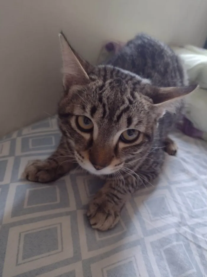 Gato ra a SRD-ViraLata idade 7 a 11 meses nome Harry