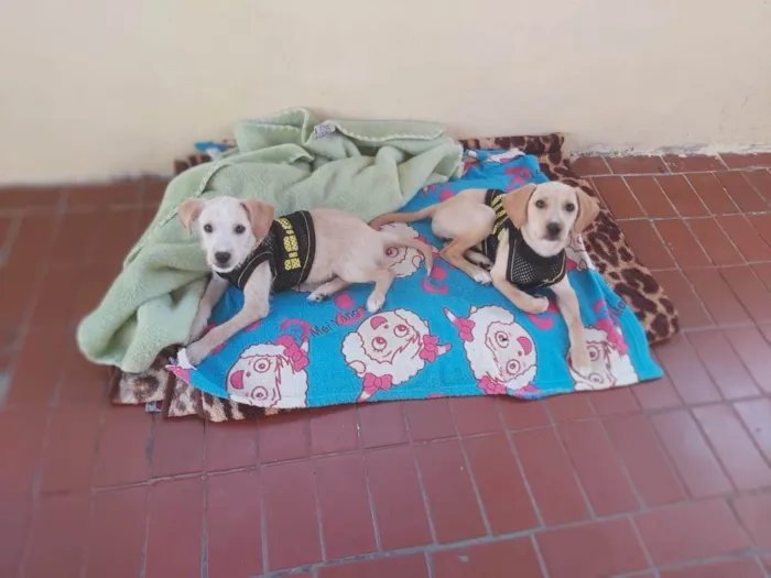 Cachorro ra a Srd  idade 2 a 6 meses nome Jujuba e jubileu 