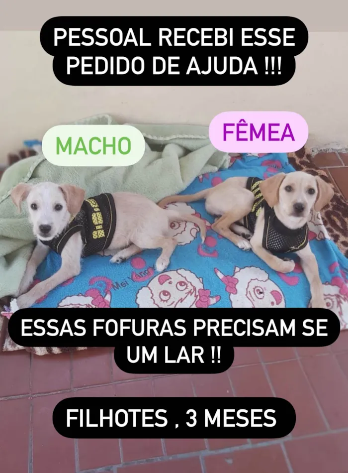 Cachorro ra a Srd  idade 2 a 6 meses nome Jujuba e jubileu 