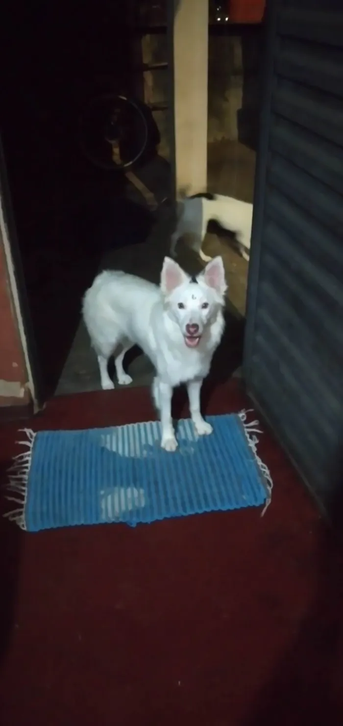 Cachorro ra a Border collie idade 1 ano nome  cristal 