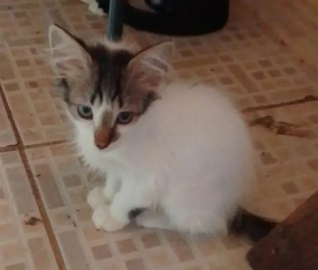 Gato ra a Srd idade 2 a 6 meses nome .....