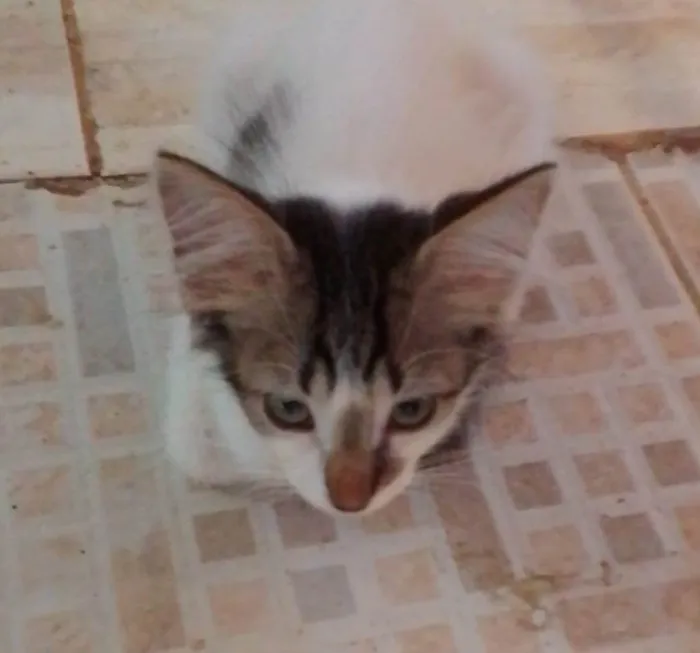 Gato ra a Srd idade 2 a 6 meses nome .....