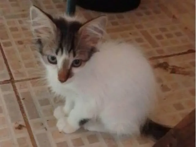 Gato ra a Srd idade 2 a 6 meses nome .....