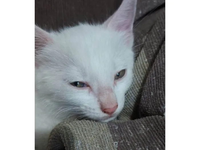 Gato ra a Srd idade 2 a 6 meses nome ...