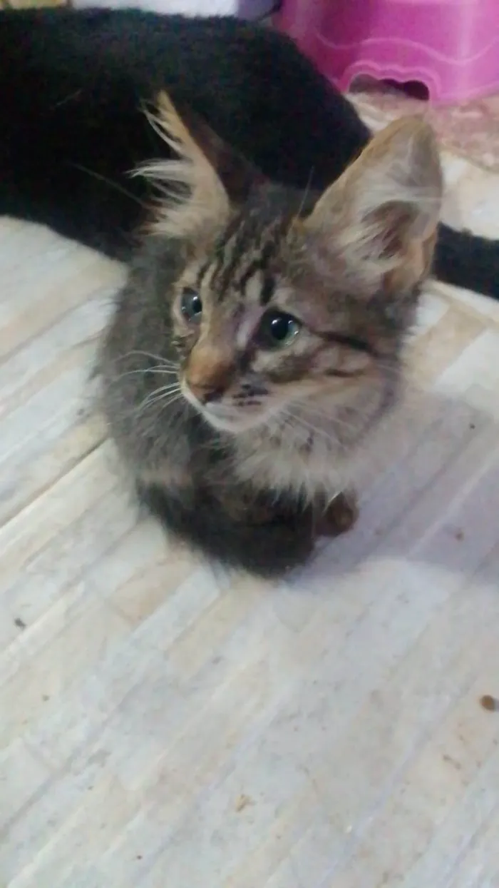 Gato ra a Srd idade 2 a 6 meses nome ......