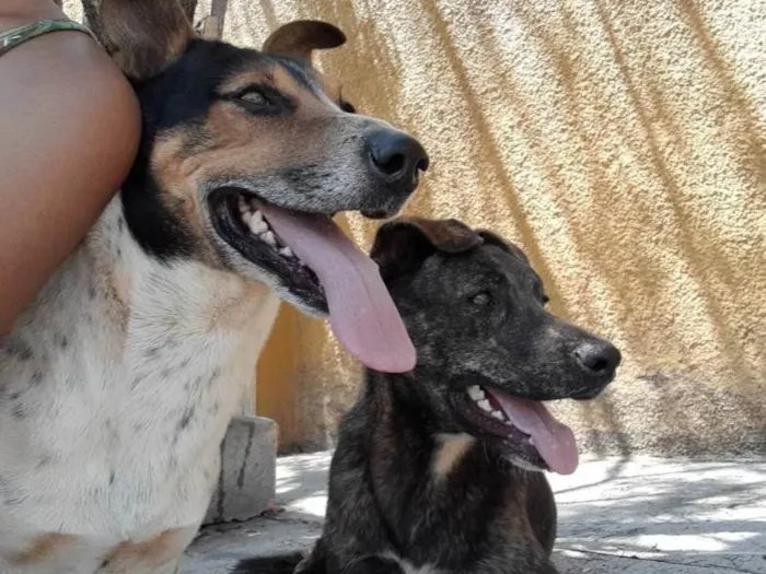 Cachorro ra a SRD-ViraLata idade 3 anos nome Saske