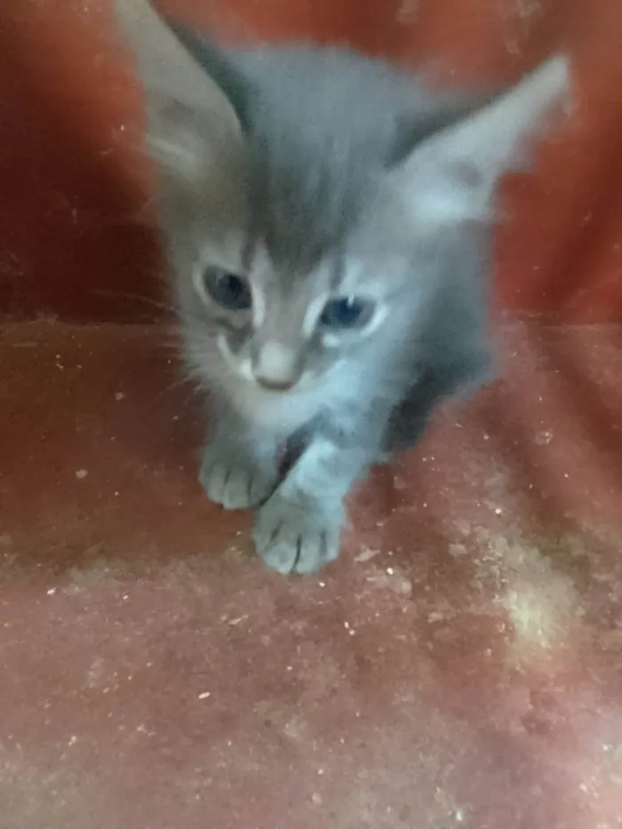 Gato ra a Srd idade 2 a 6 meses nome ........