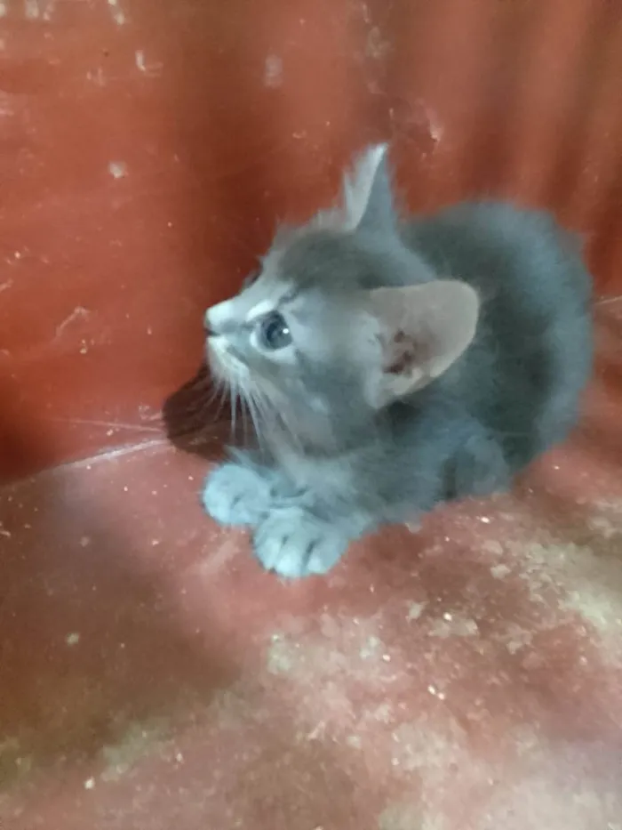 Gato ra a Srd idade 2 a 6 meses nome ........