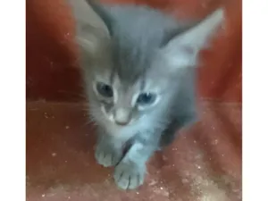 Gato raça Srd idade 2 a 6 meses nome ........