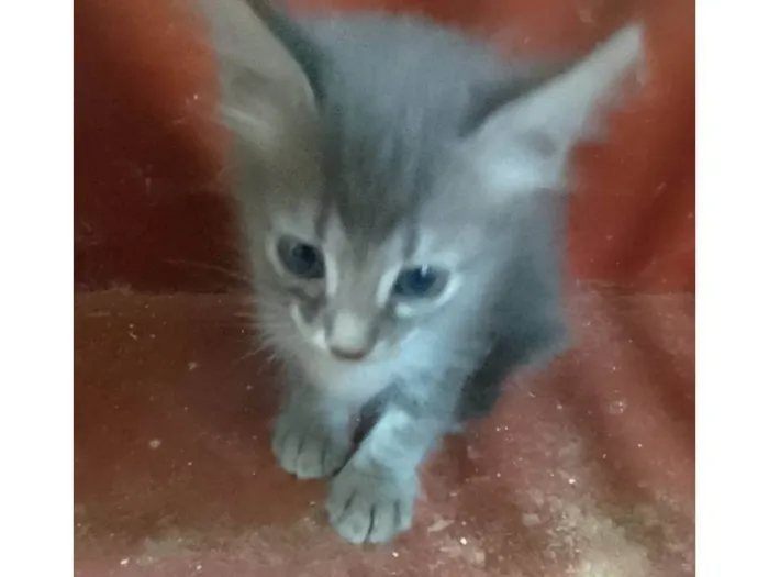 Gato ra a Srd idade 2 a 6 meses nome ........