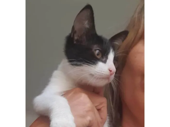 Gato ra a Srd idade  nome .........