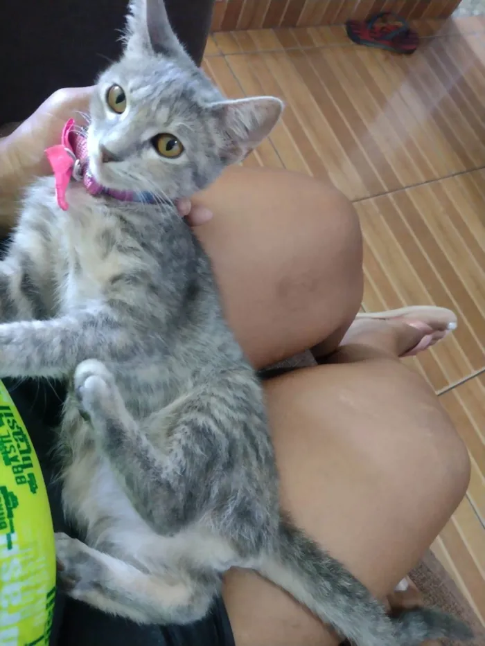 Gato ra a Srd idade 2 a 6 meses nome ..........
