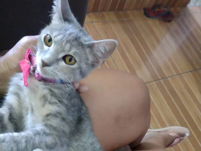 Gato ra a Srd idade 2 a 6 meses nome ..........