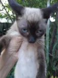 Léo