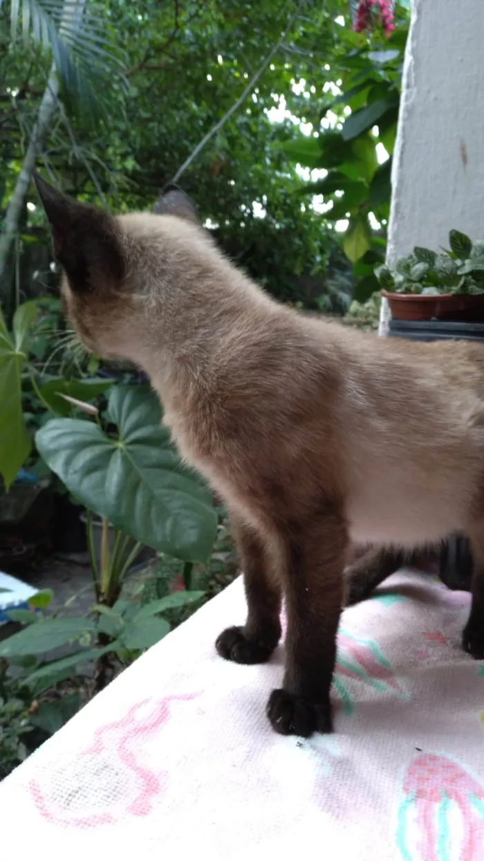 Gato ra a SRD-ViraLata idade 2 a 6 meses nome Léo