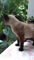 Léo