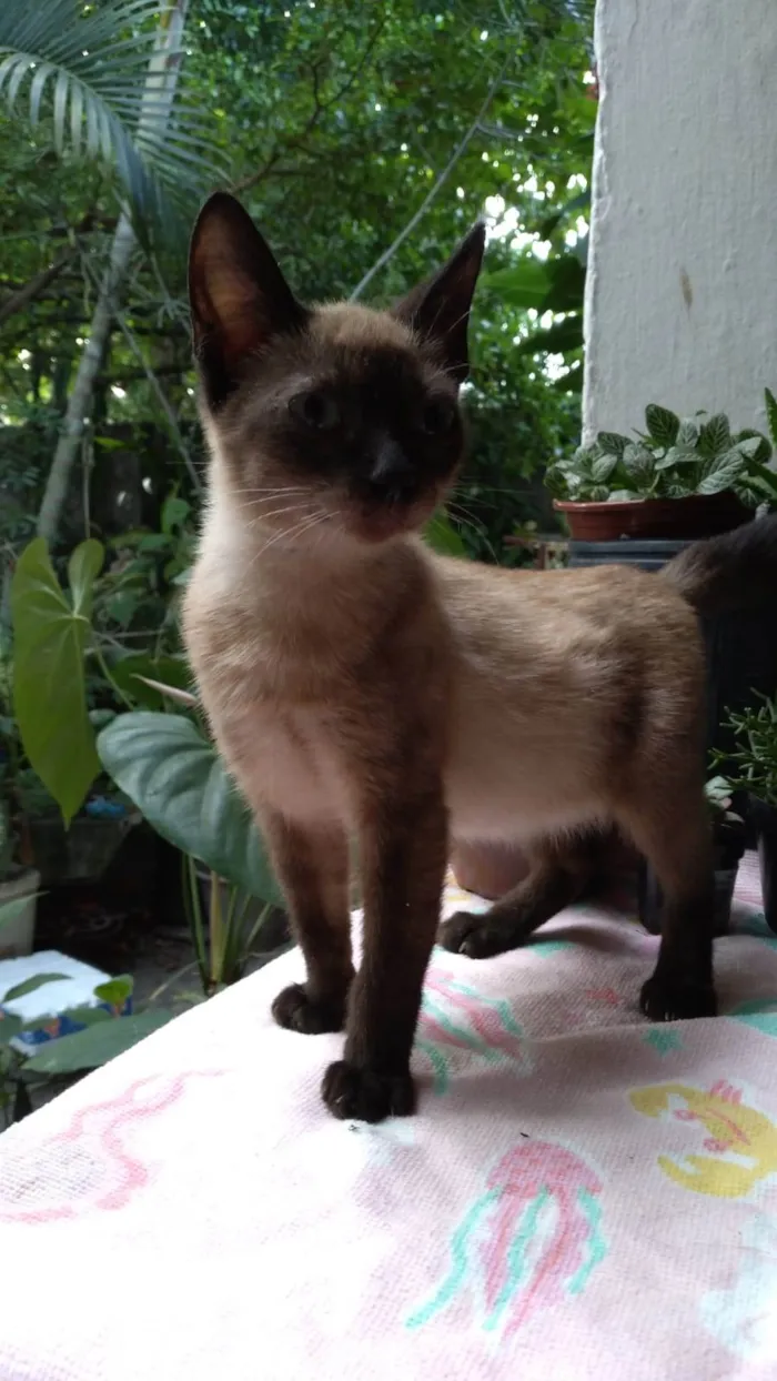 Gato ra a SRD-ViraLata idade 2 a 6 meses nome Léo