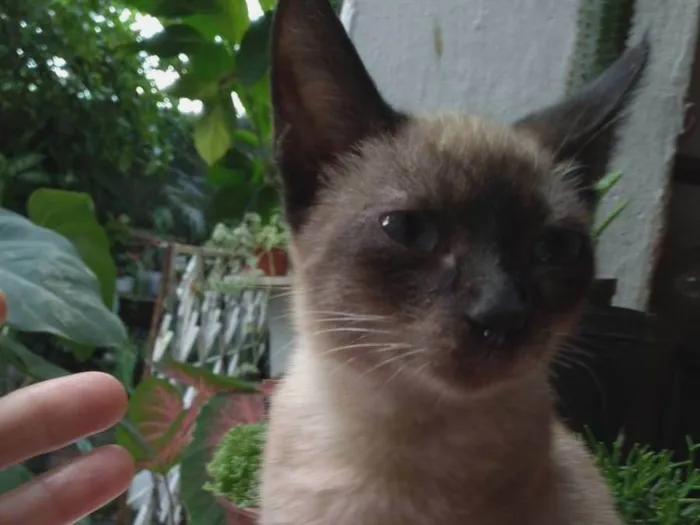 Gato ra a SRD-ViraLata idade 2 a 6 meses nome Léo